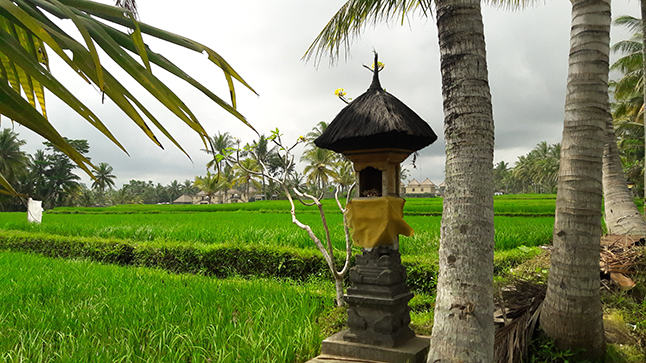 Small temple rice fields bali coconut tree celiac gluten free intolerant allergic Ubud where to find eat snacks bread